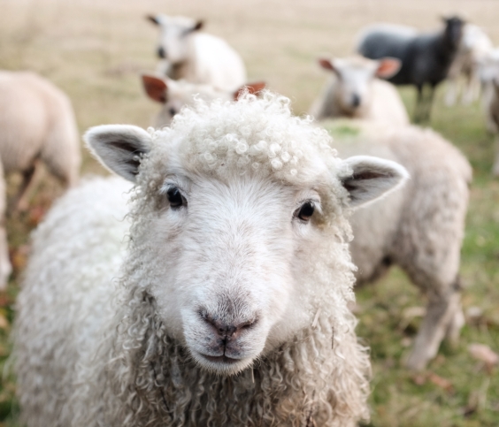 AGBIO AND ANIMAL HEALTH