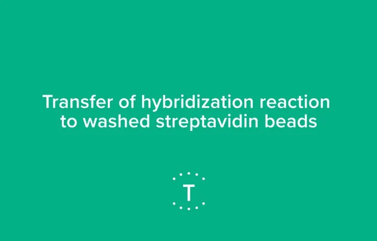 Troubleshooting with Twist: (FastHyb) Transfer of the hybridization reaction to washed streptavidin beads