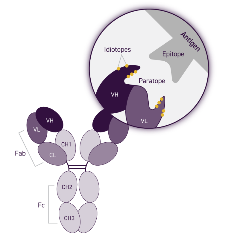 anti-idiotypic-antibodies